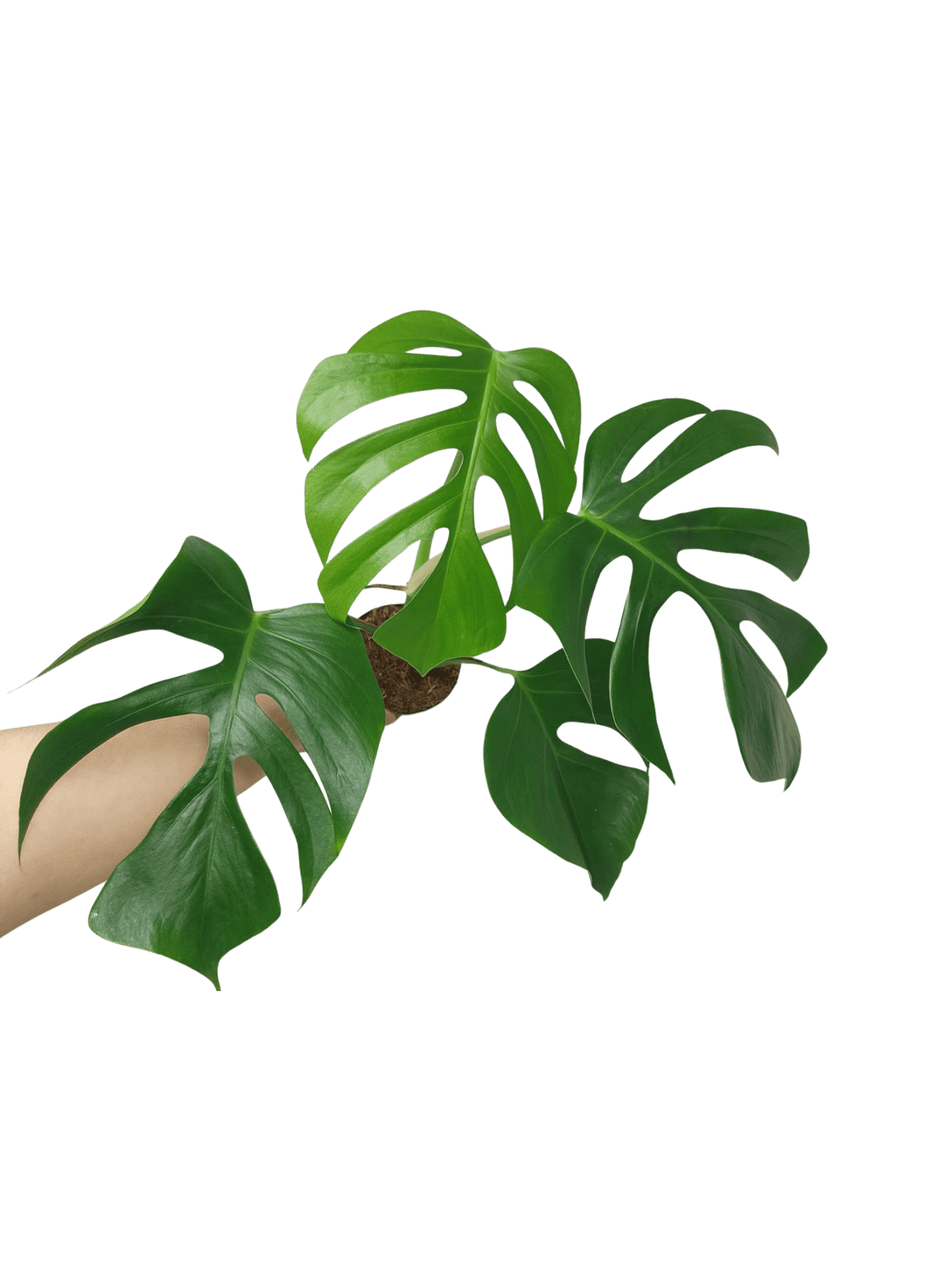 Monstera Sierrana Hawaiian Form