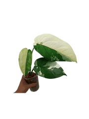Syngonium Chiapense Variegata