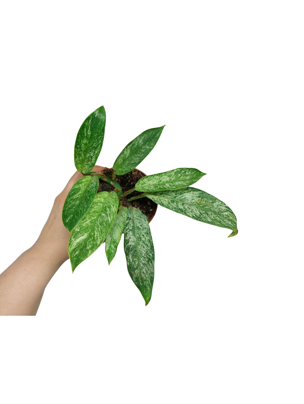 Raphidophora Elliptica Mint