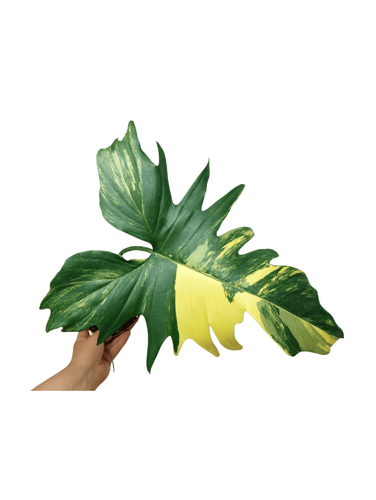 Philodendron Florida Beauty x Mayoi Variegata vergrünt