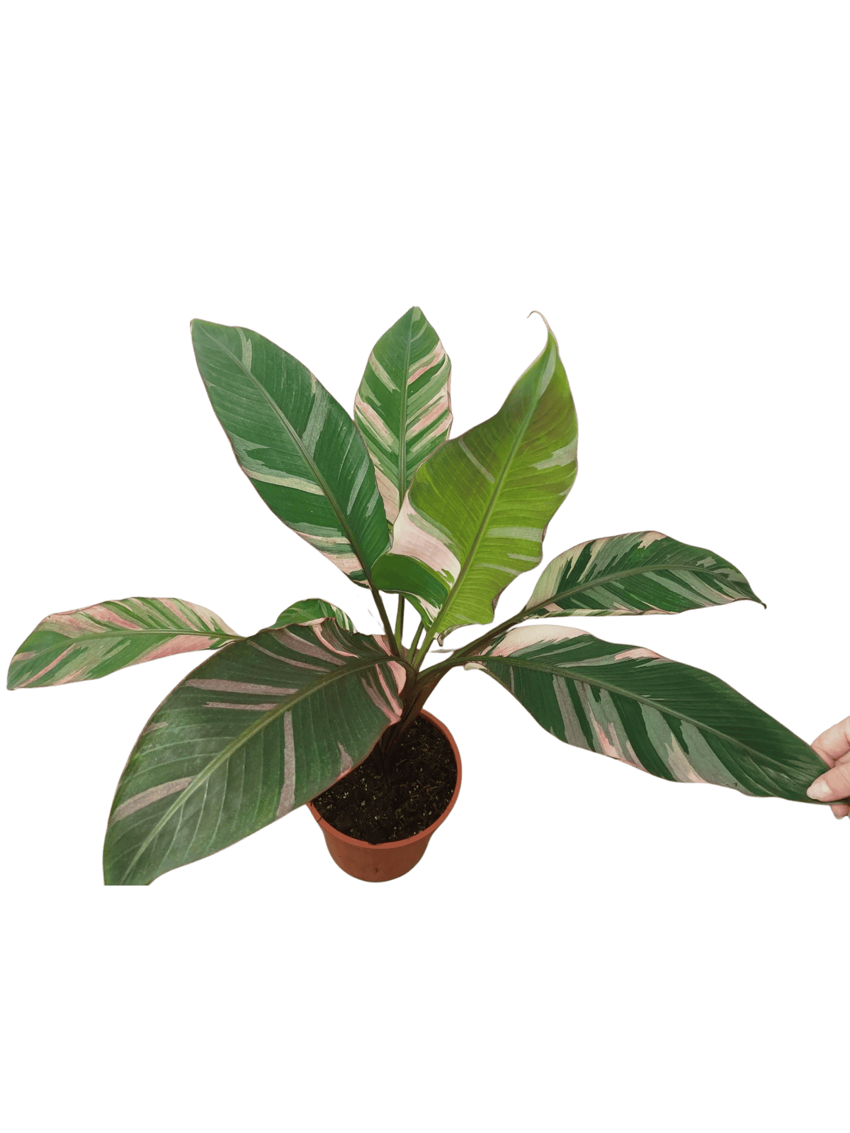 Musa Nono Pink Variegata groß