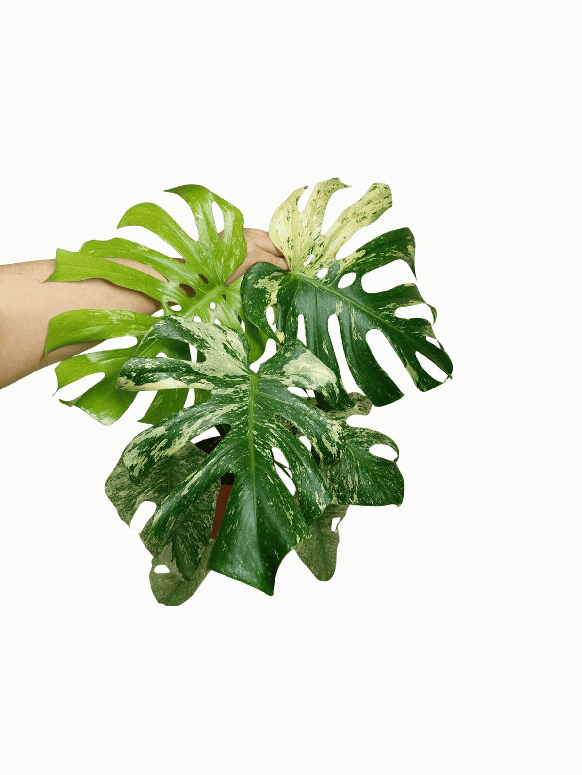 Monstera Mint Adult