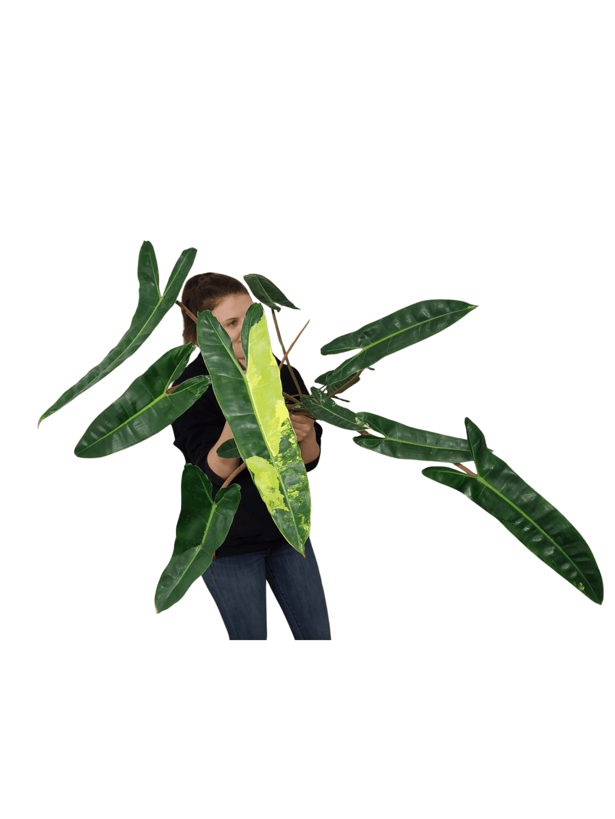 Philodendron Billietiae Variegata groß