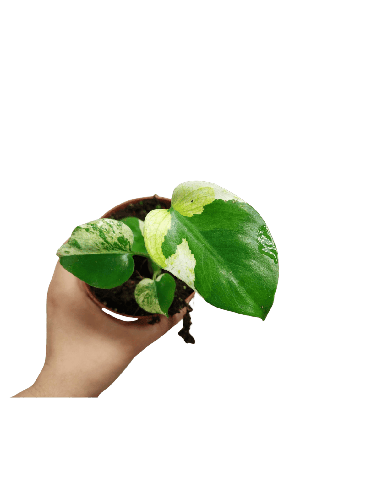 Monstera Jungle Mint