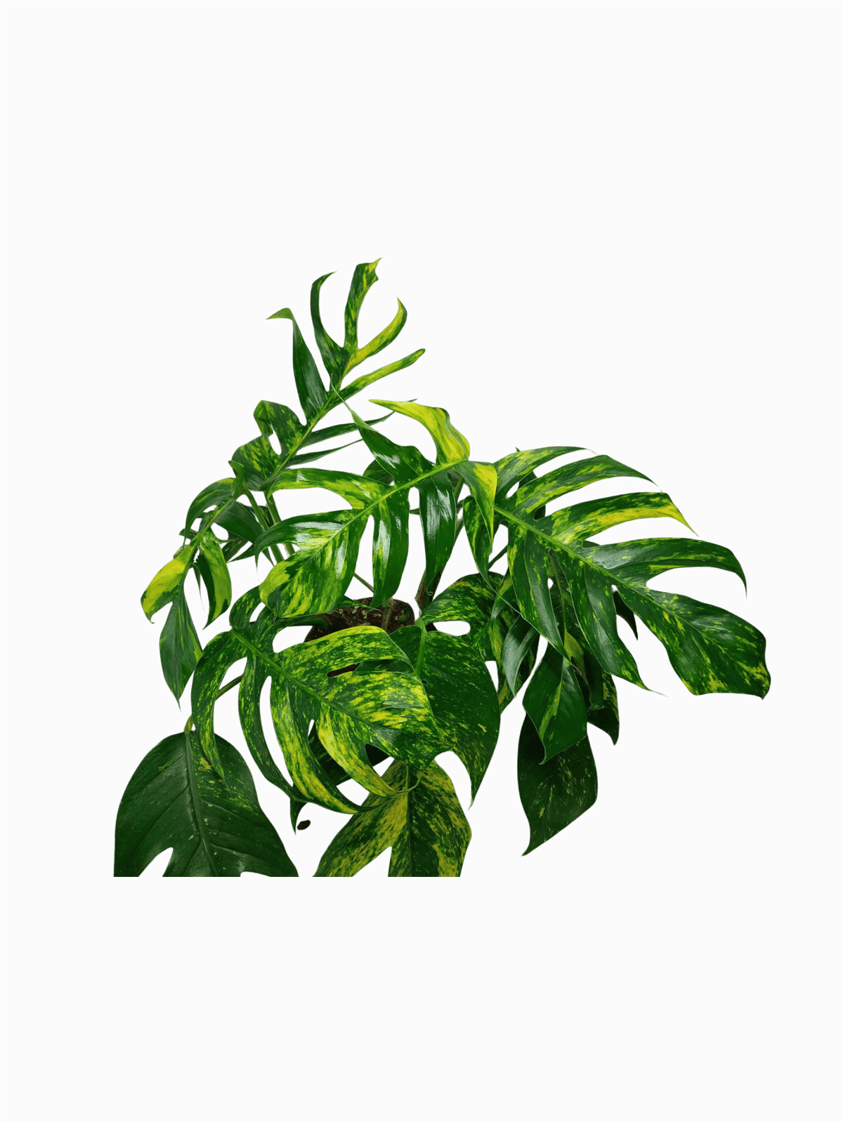 Epipremnum Pinnatum Goldfinger