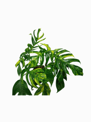 Epipremnum Pinnatum Goldfinger