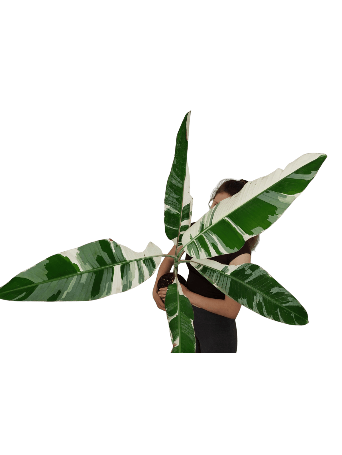 Musa AeAe