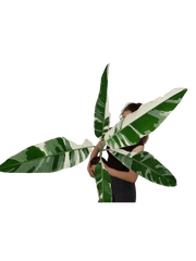 Musa AeAe