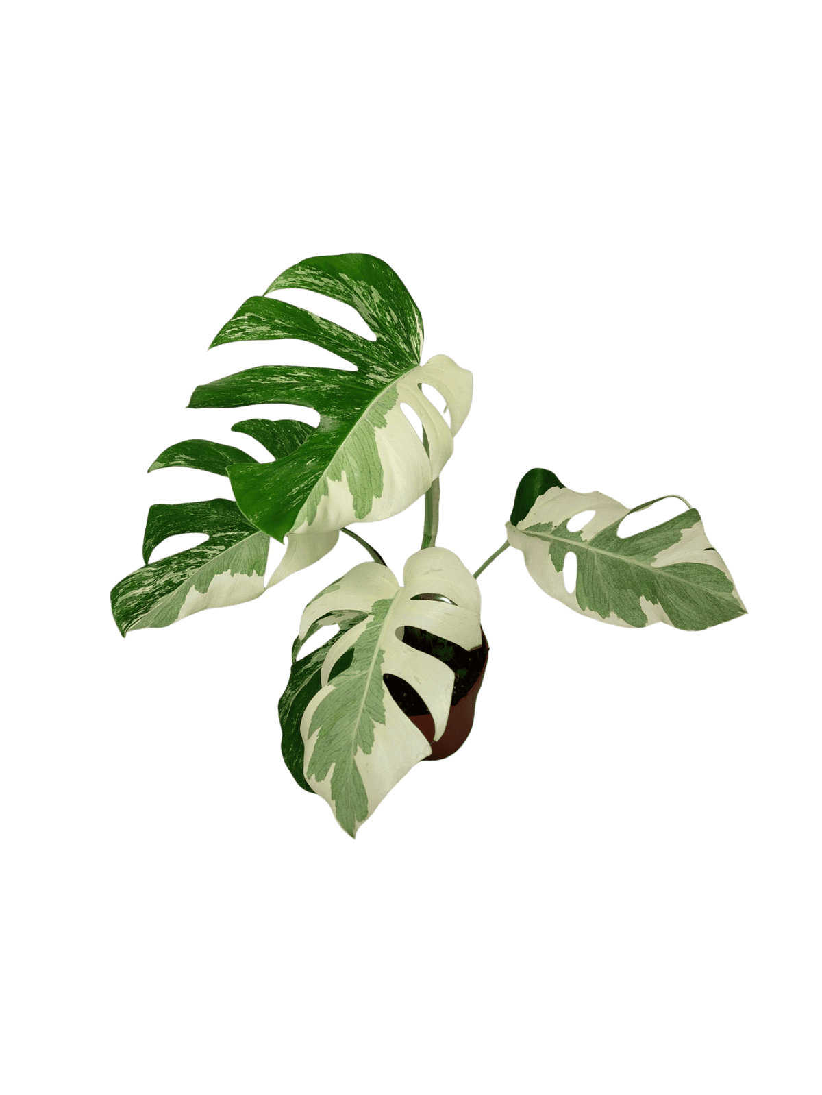 Monstera Ghost Variegata