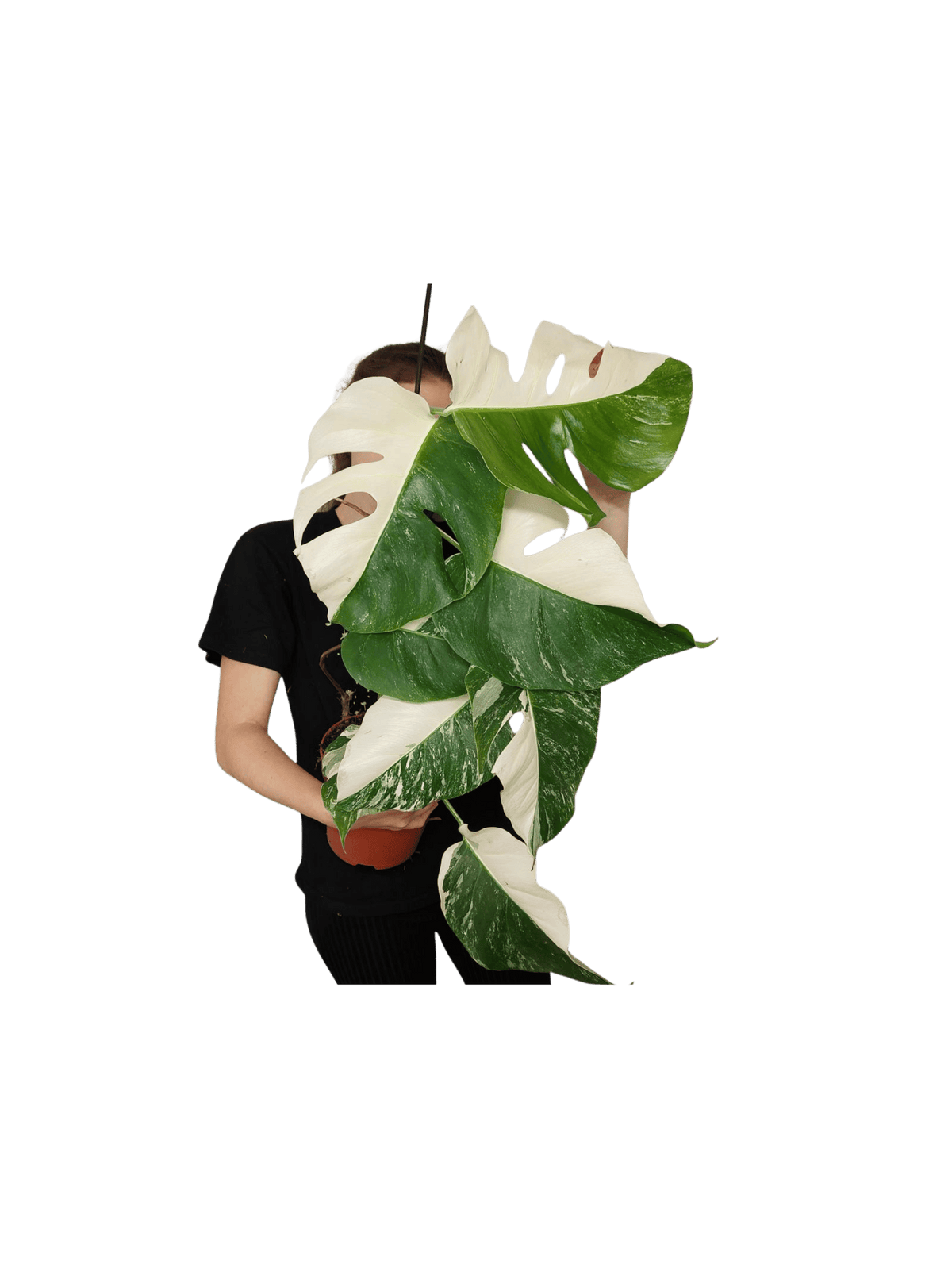 Monstera Variegata Halfmoon (zum aussuchen)