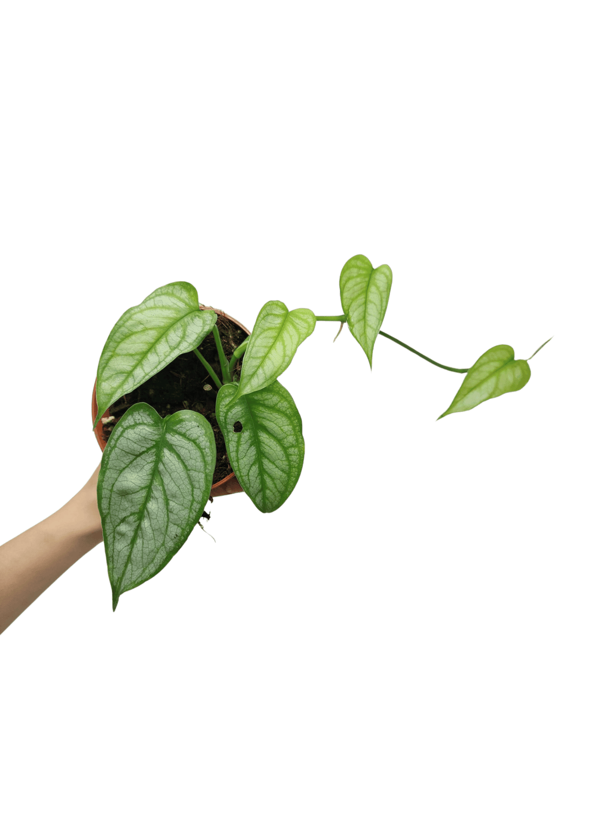 Monstera Siltepecana El Salvador