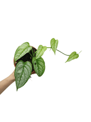 Monstera Siltepecana El Salvador