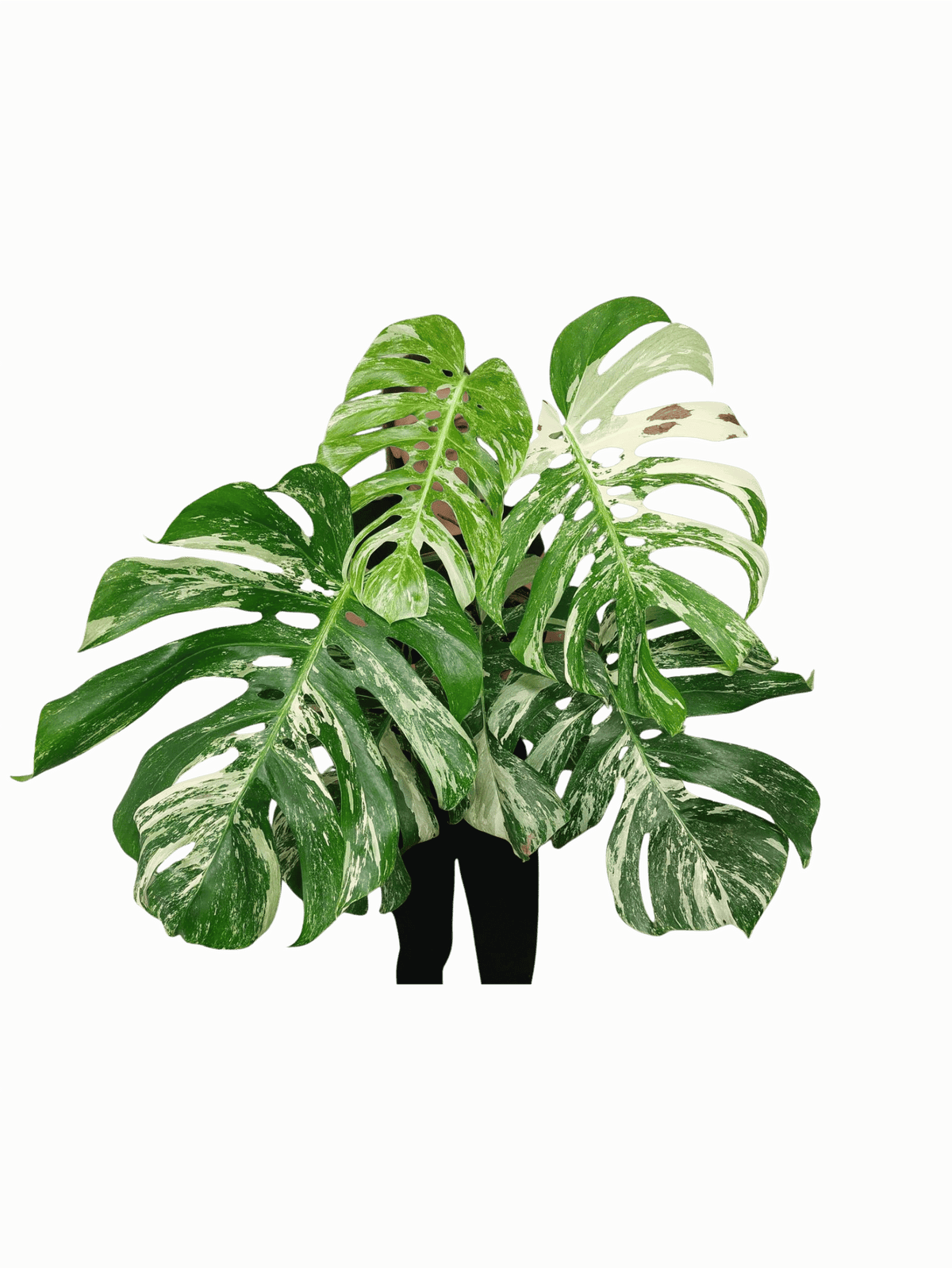 Monstera Variegata Adult
