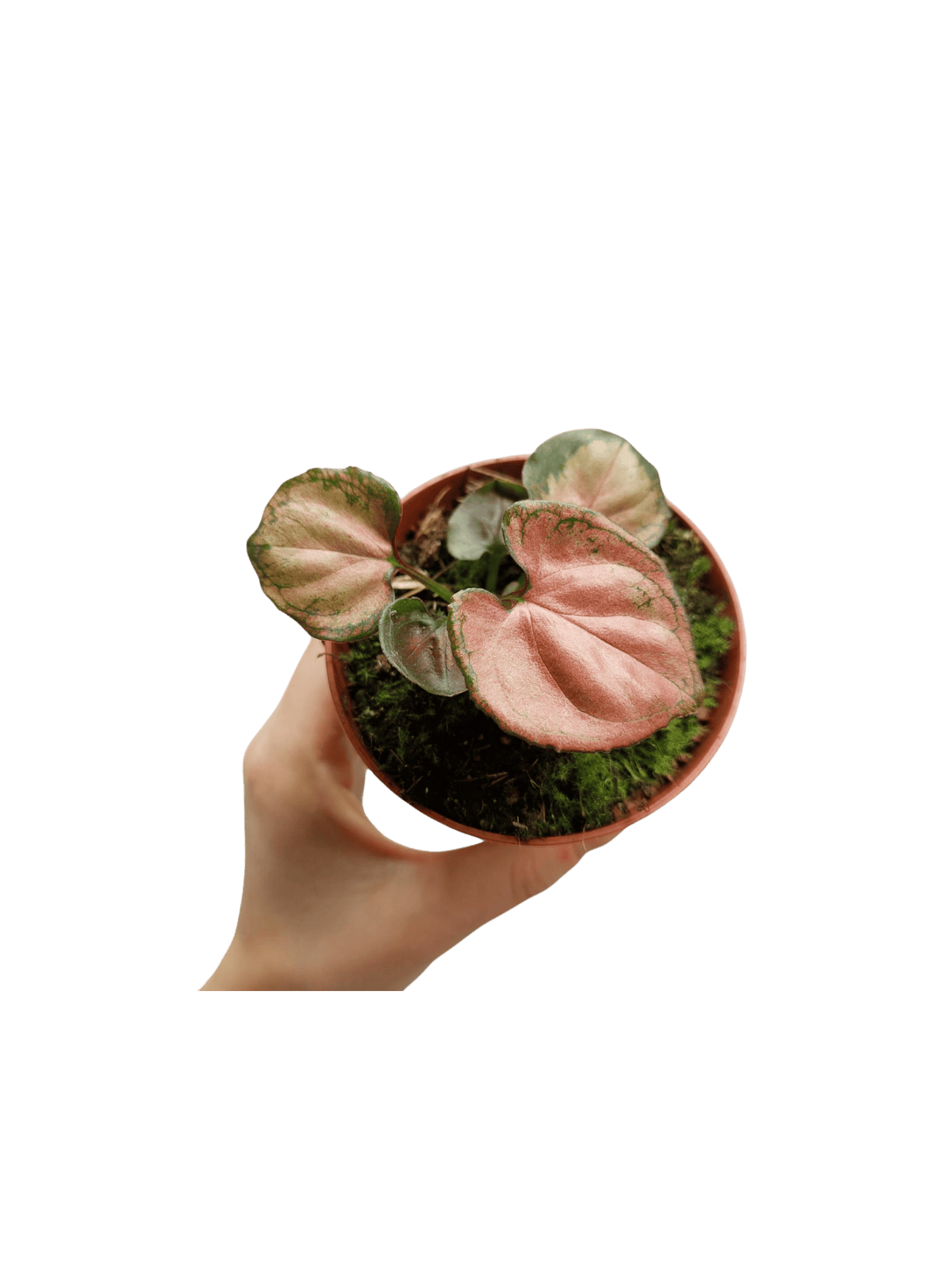 Syngonium Orm Nak