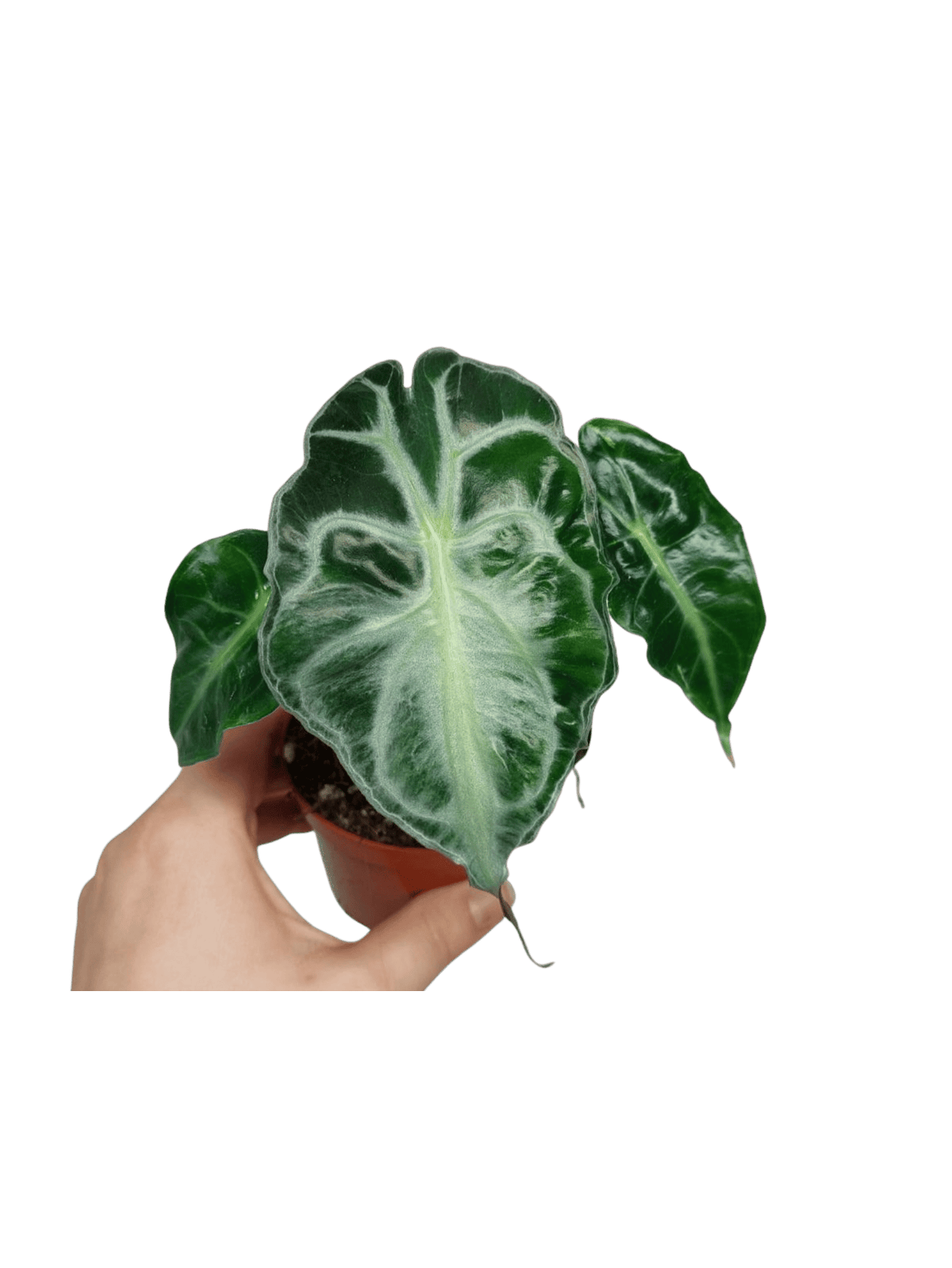 Alocasia Venom