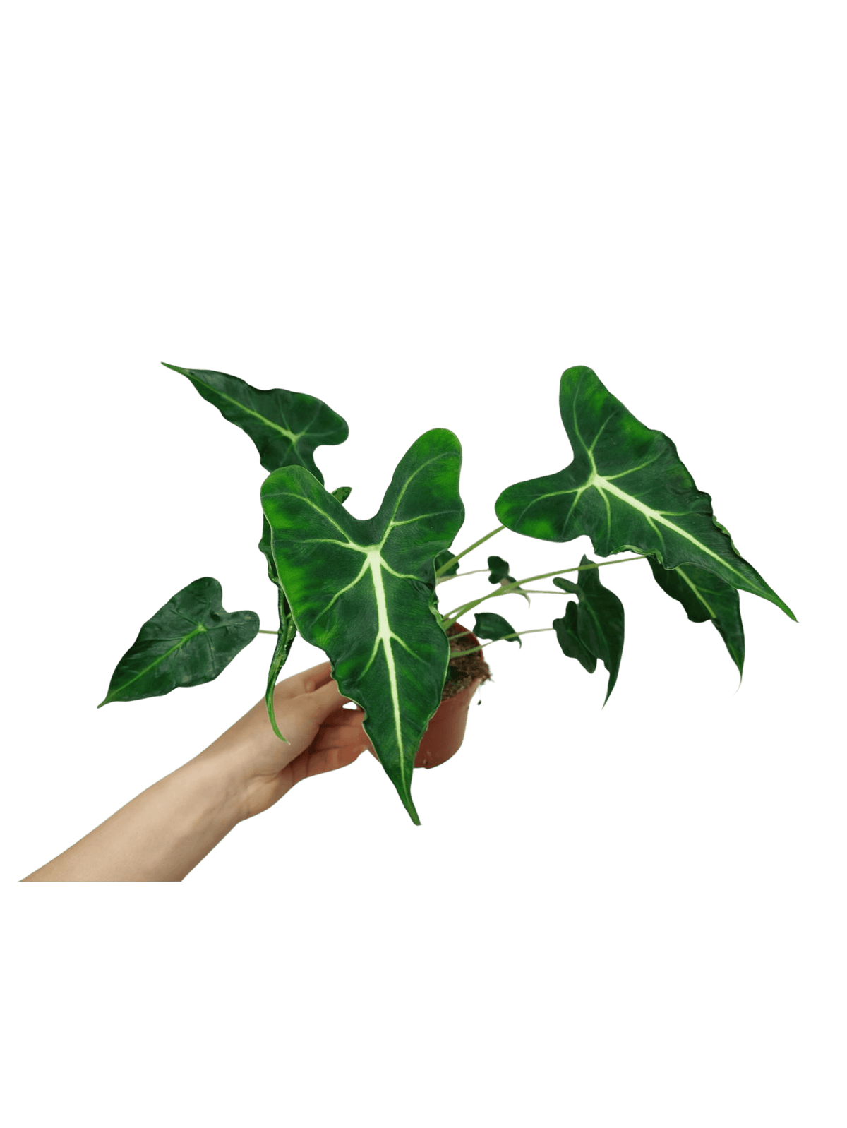 Alocasia Frydek Tattoo