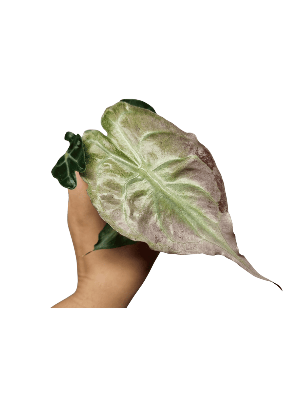 Alocasia Venom Pink Mint