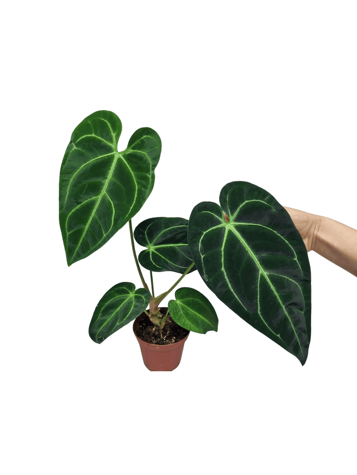 Anthurium Regale