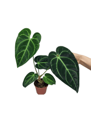 Anthurium Regale