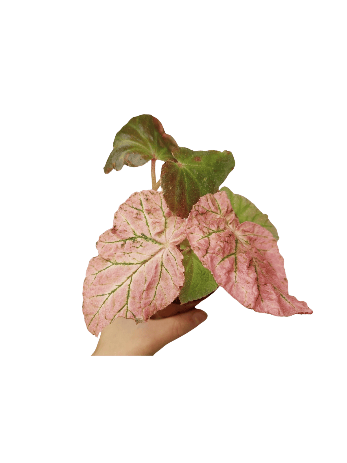 Begonia Midnight Sun Variegata
