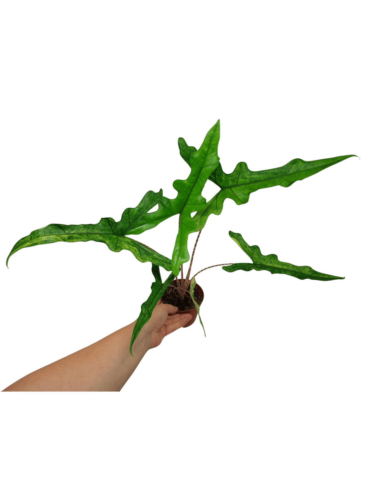 Alocasia Sabrina Aurea