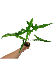 Alocasia Sabrina Aurea