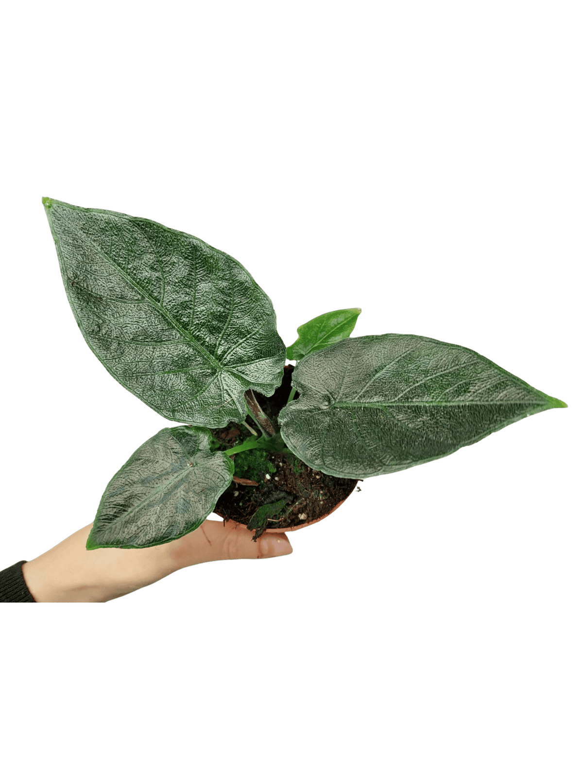 Alocasia Antoro Velvet