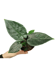 Alocasia Antoro Velvet