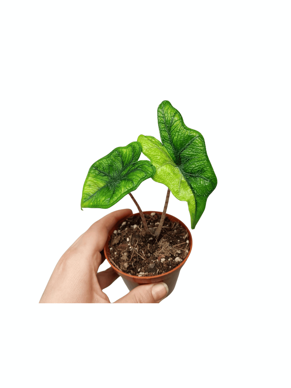 Alocasia Jacklyn Aurea