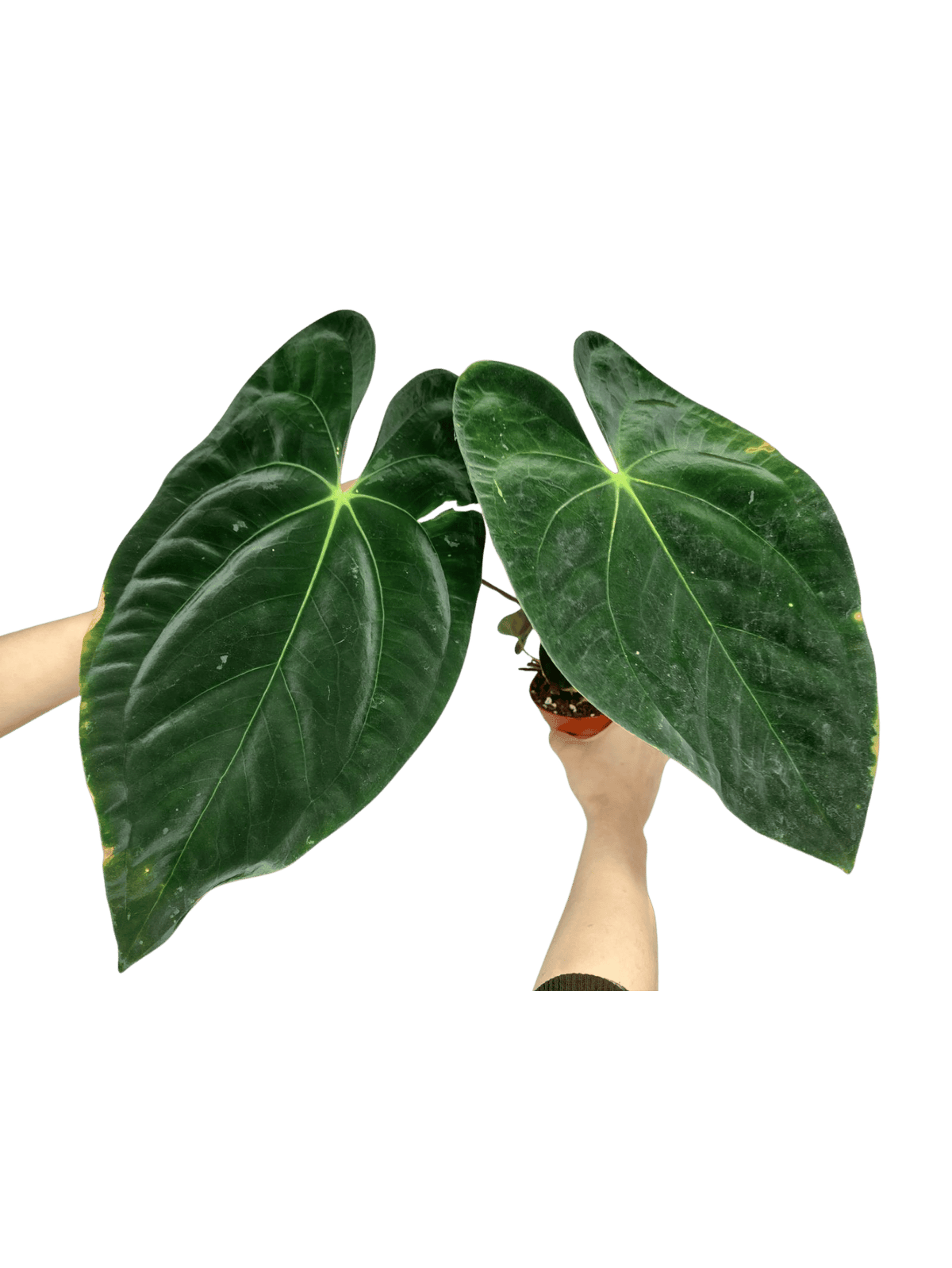 Anthurium Papillilaminum x Dressleri