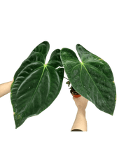 Anthurium Papillilaminum x Dressleri