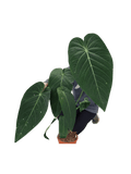 Anthurium Warocqueanum Hybrid