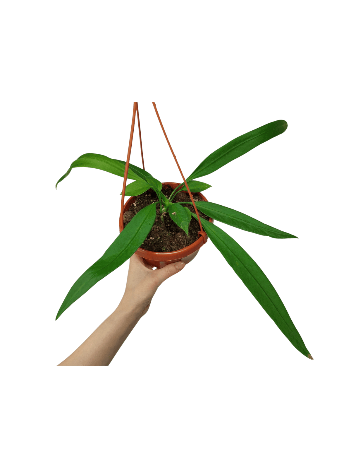 Anthurium Vittarifolium