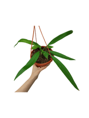 Anthurium Vittarifolium