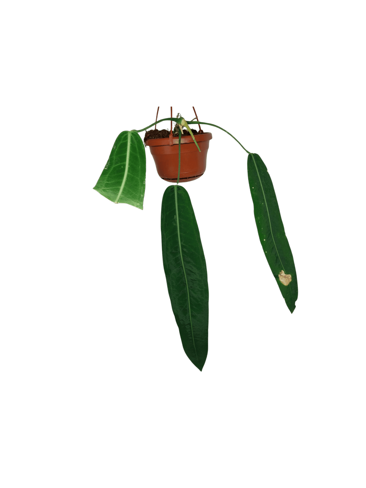 Anthurium Pallidiflorum