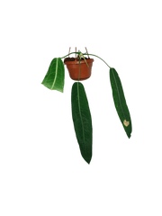 Anthurium Pallidiflorum