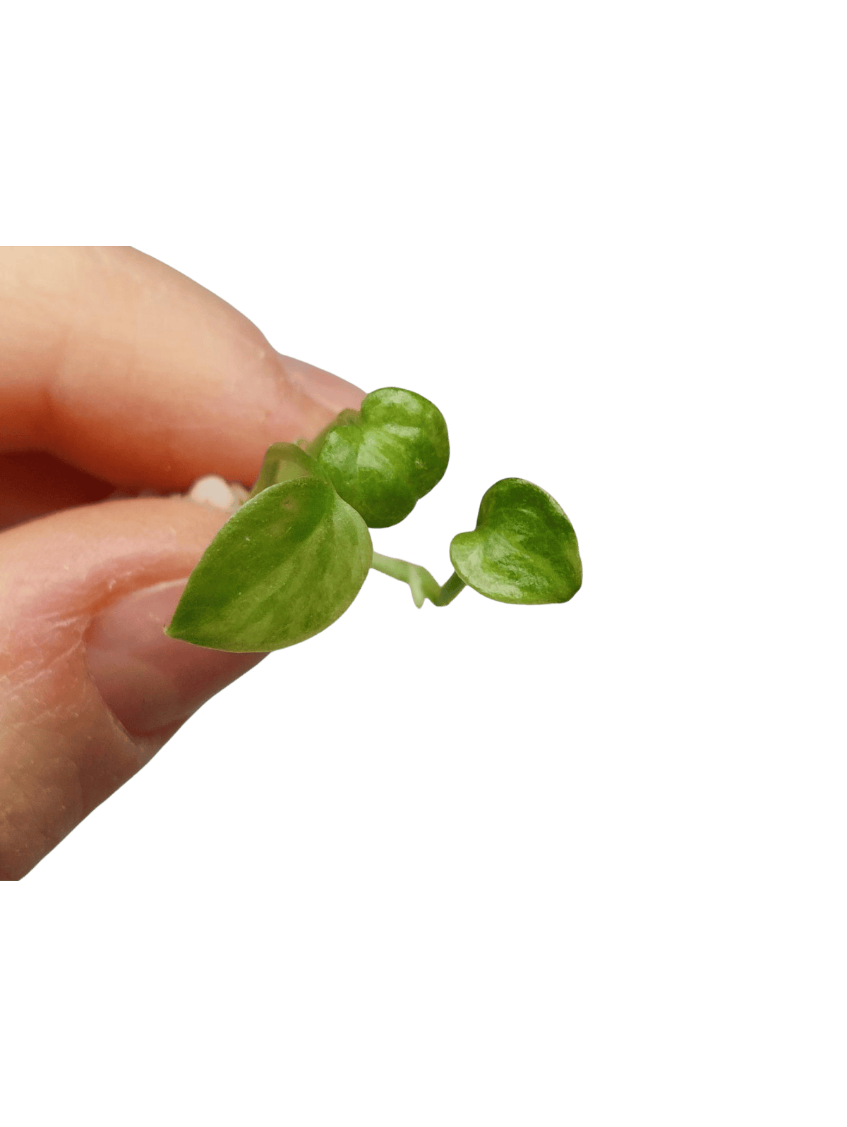 Anthurium Vittarifolium Aurea Seedling