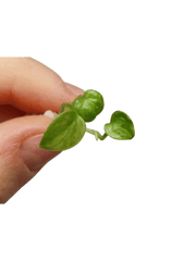Anthurium Vittarifolium Aurea Seedling