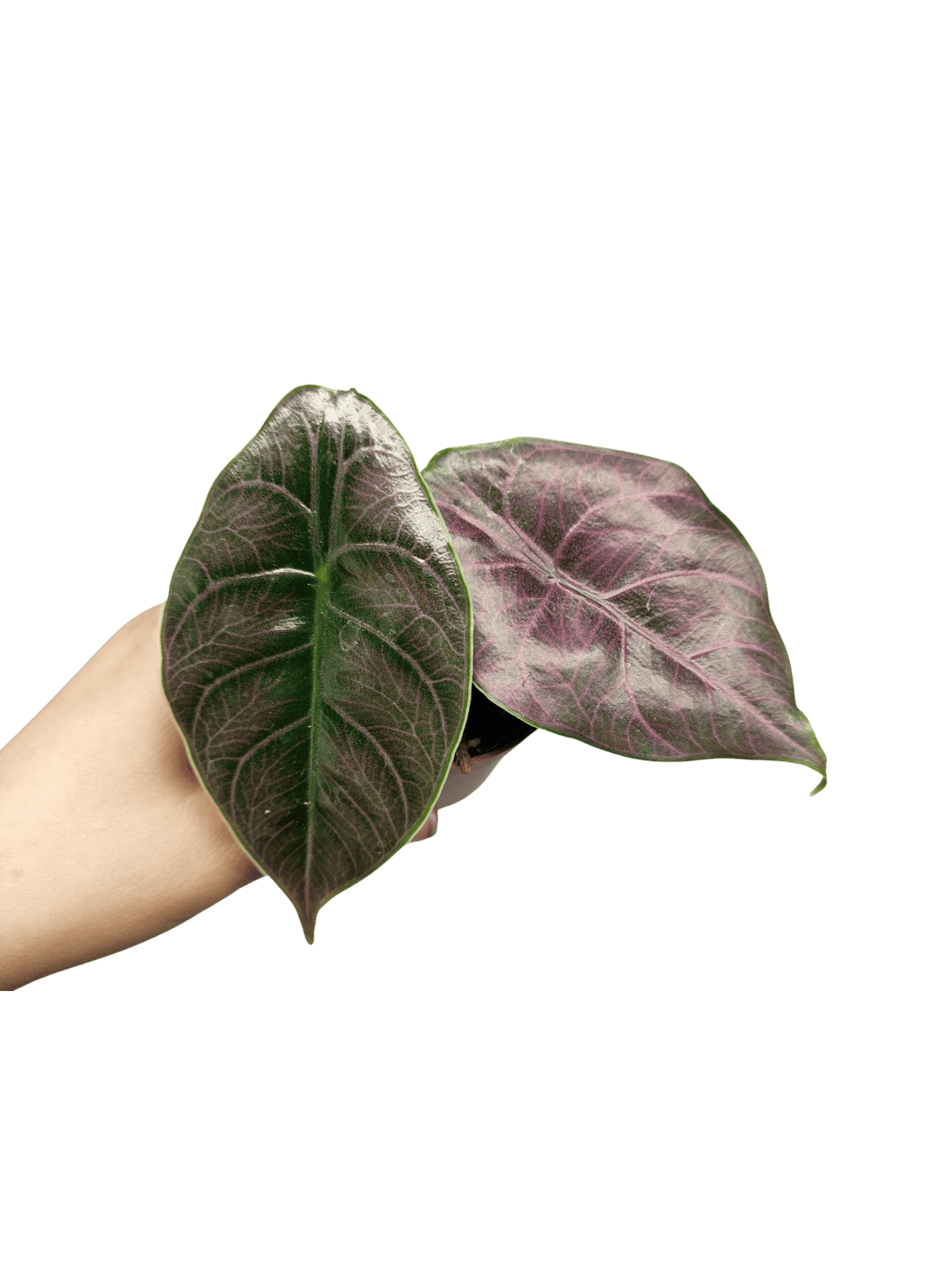 Alocasia Azlanii