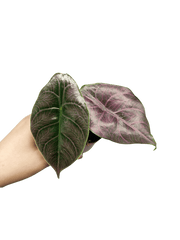 Alocasia Azlanii