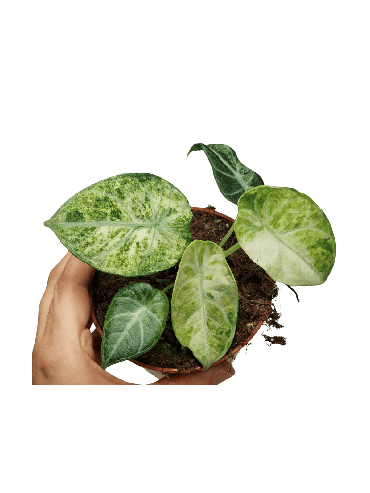 Alocasia Ninja Tricolor