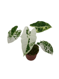 Alocasia Frydek Variegata