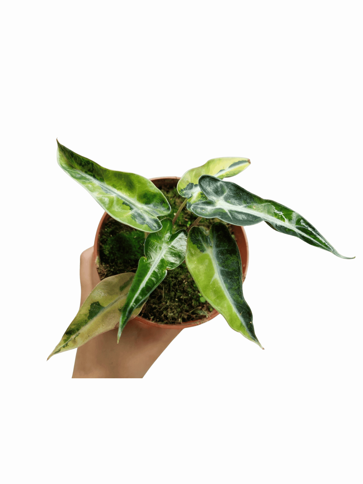 Alocasia Bambino Aurea