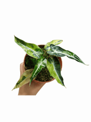 Alocasia Bambino Aurea