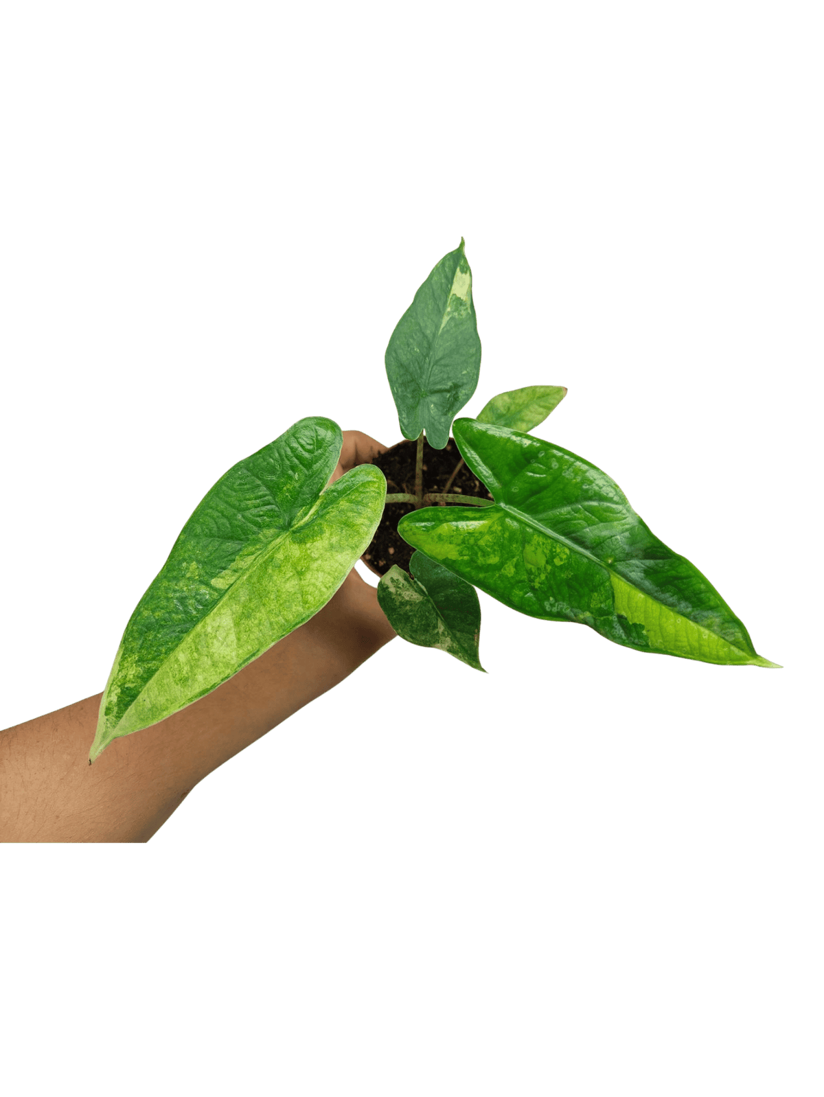 Alocasia Sulawesi Green Carpet Variegata