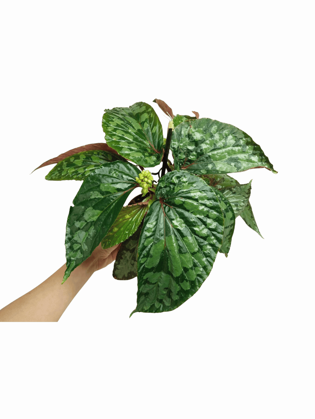 Begonia Lucifer