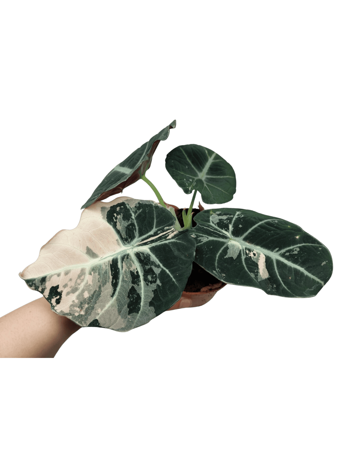 Alocasia Black Velvet Pink Variegata