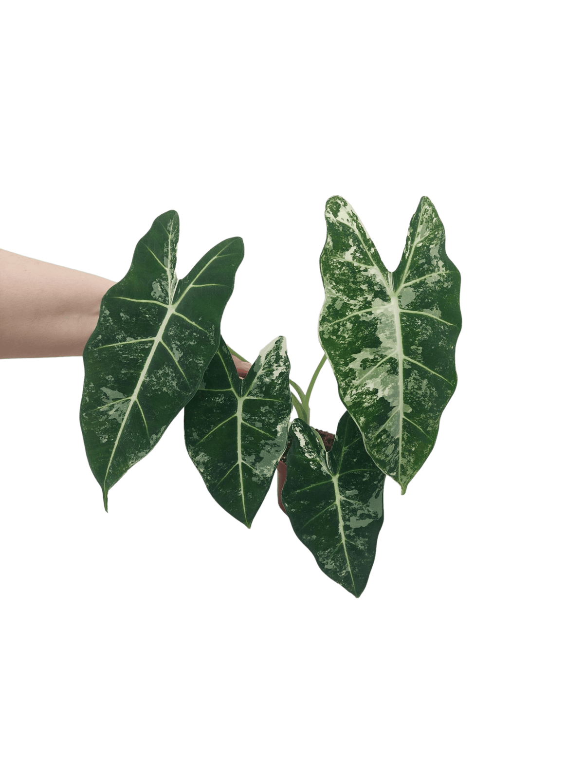 Alocasia Frydek Variegata