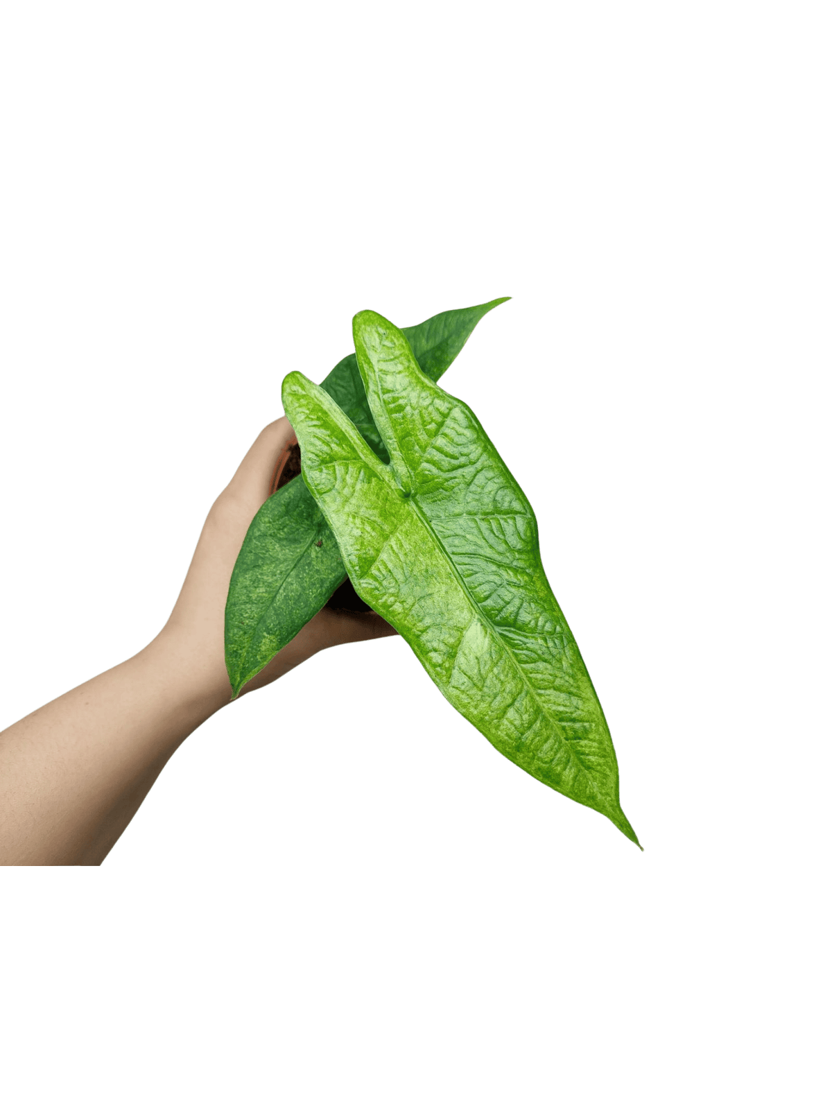 Alocasia Sulawesi Green Carpet Aurea