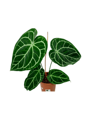 Anthurium Crystallinum Hybrid